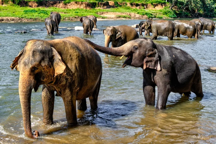 atrakcje-i-zakwaterowanie-podczas-wycieczki-objazdowej-sri-lanka-smak-herbaty-z-cynamonem-65578461120452572